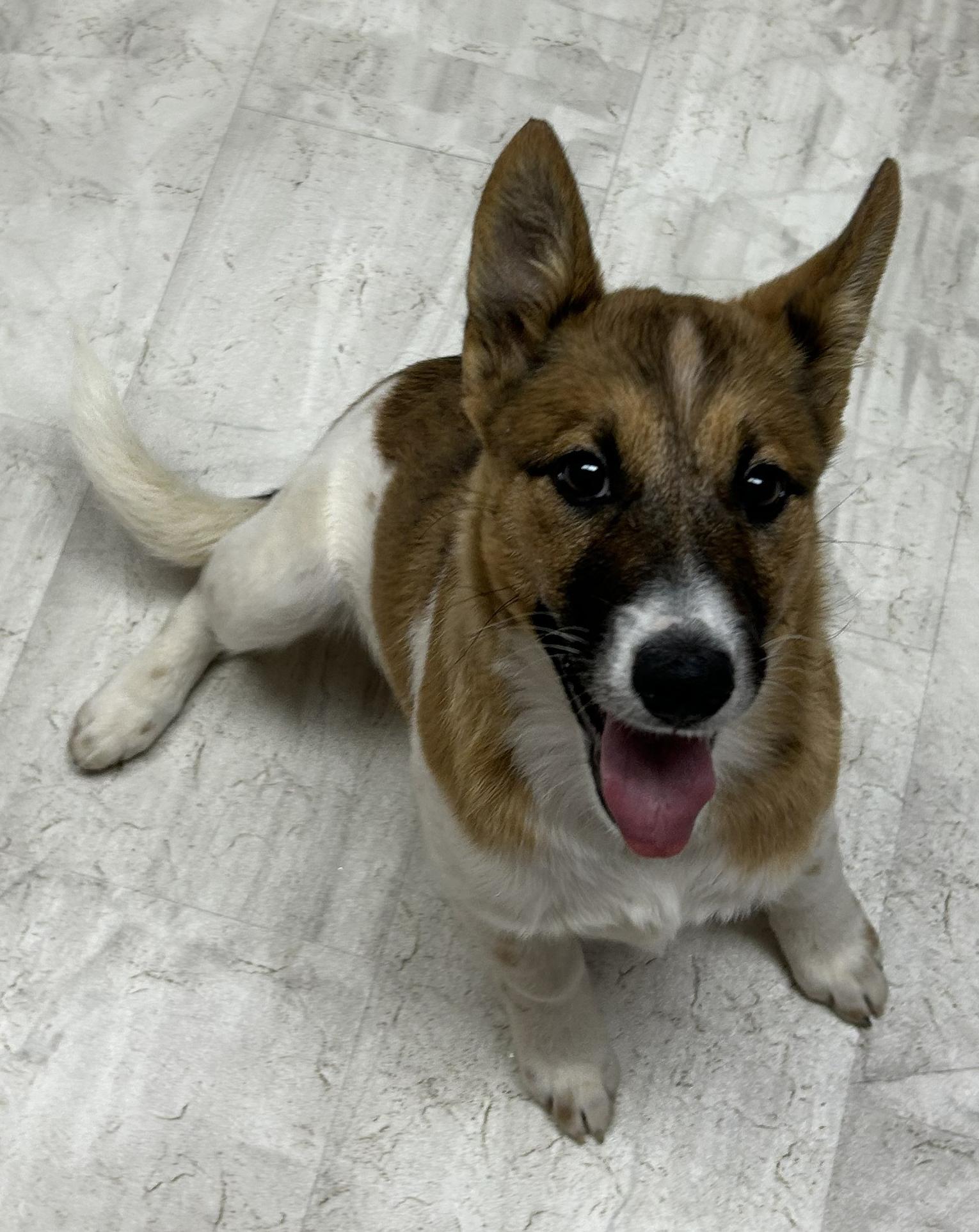 Blossom, a Adoptable mixed breed in Neillsville, WI image 2/5