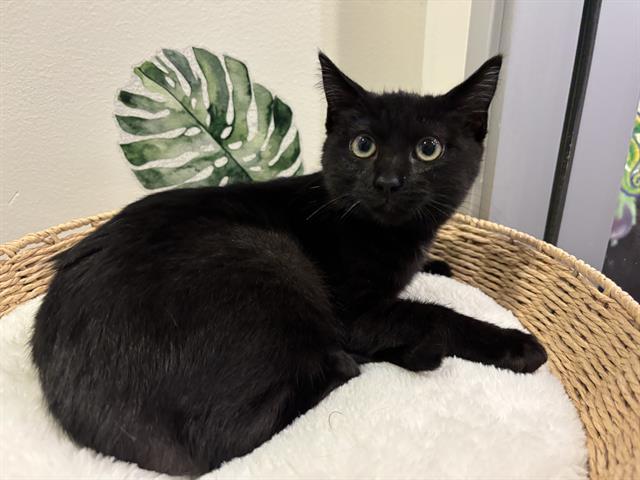 TARJA, Adoptable, Kitten Female Domestic Short Hair.