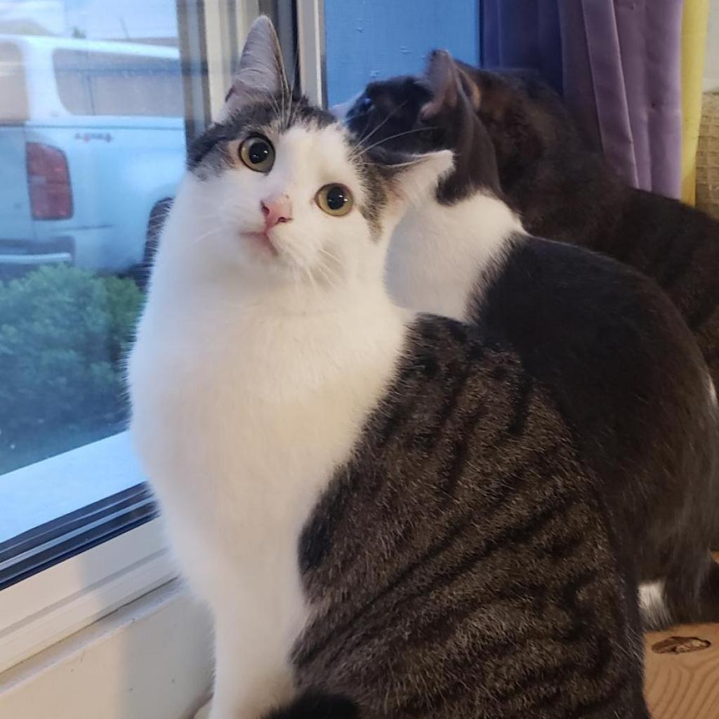 Parker, Adoptable, Adult Male Domestic Short Hair.