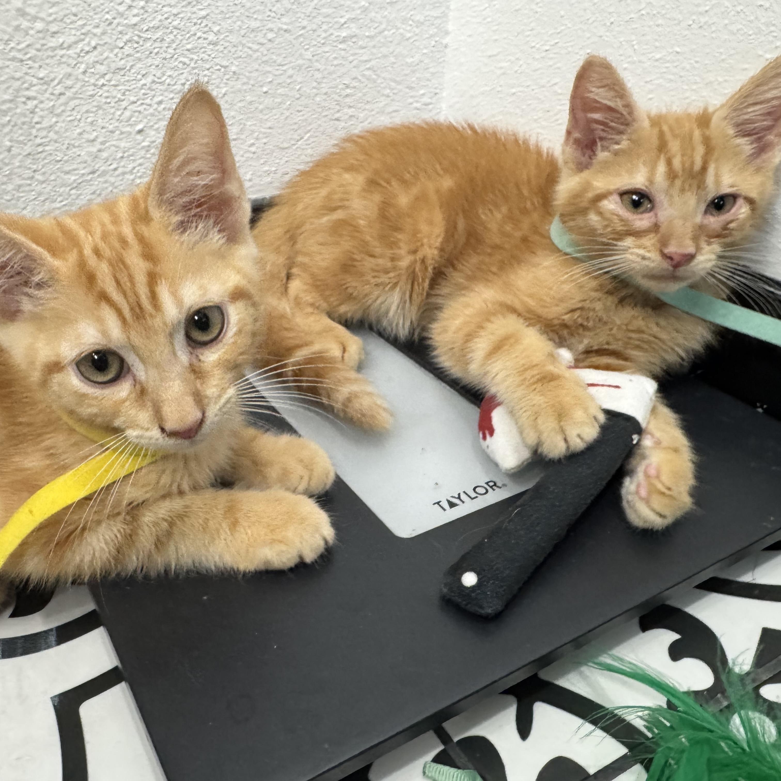 Enlarge Jolly Rancher & Sweet Tart, a Adoptable Domestic Medium Hair in COLORADO SPRINGS, CO image 4/6
