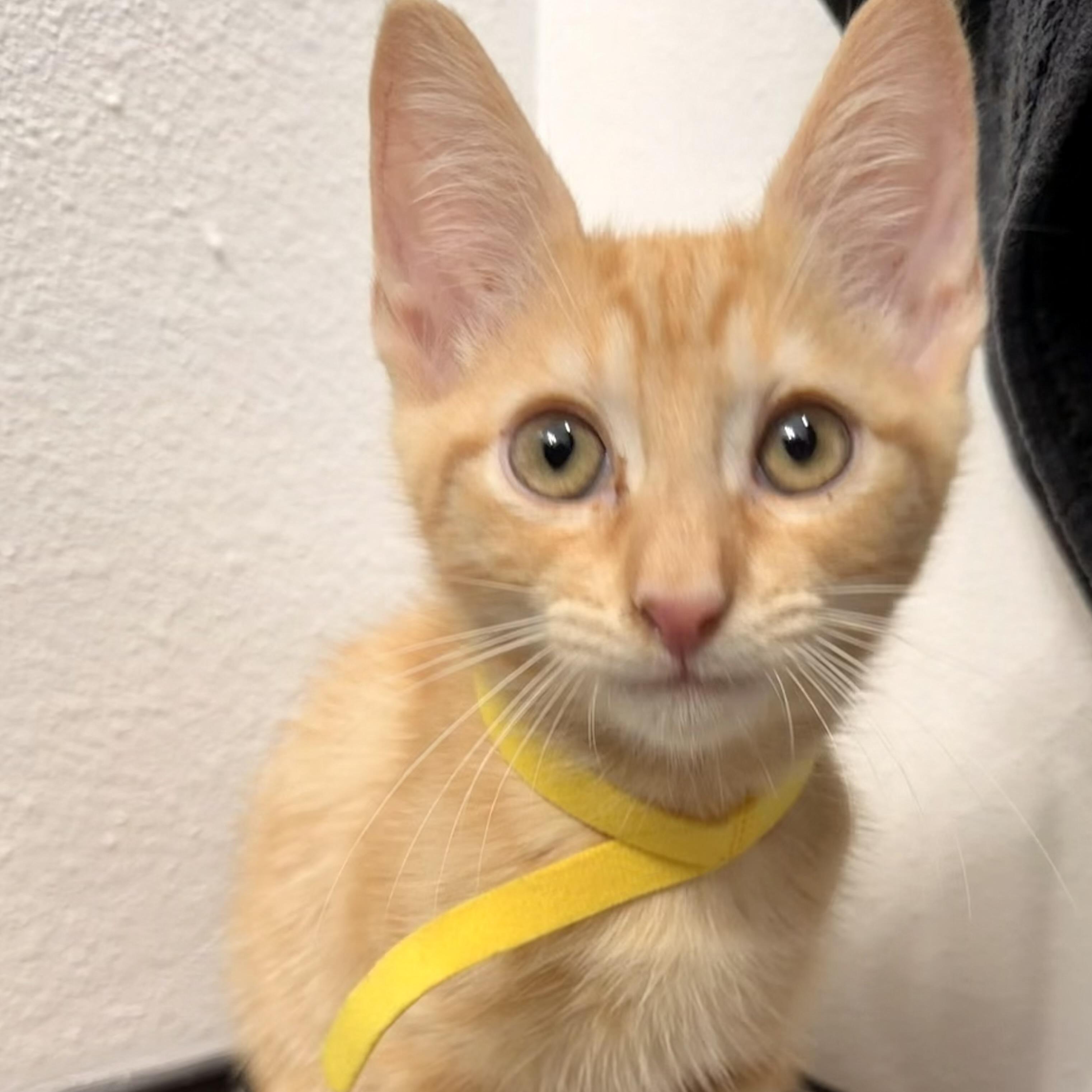 Enlarge Jolly Rancher & Sweet Tart, a Adoptable Domestic Medium Hair in COLORADO SPRINGS, CO image 3/6