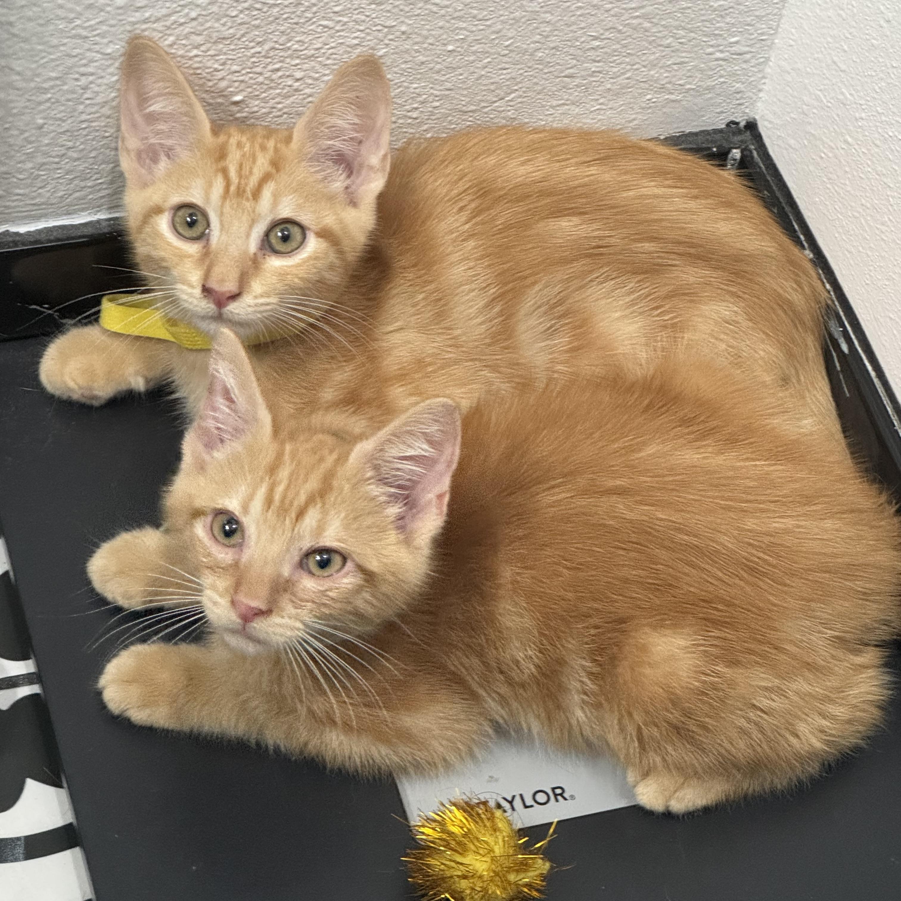 Jolly Rancher & Sweet Tart, Adoptable, Kitten Male Domestic Medium Hair.