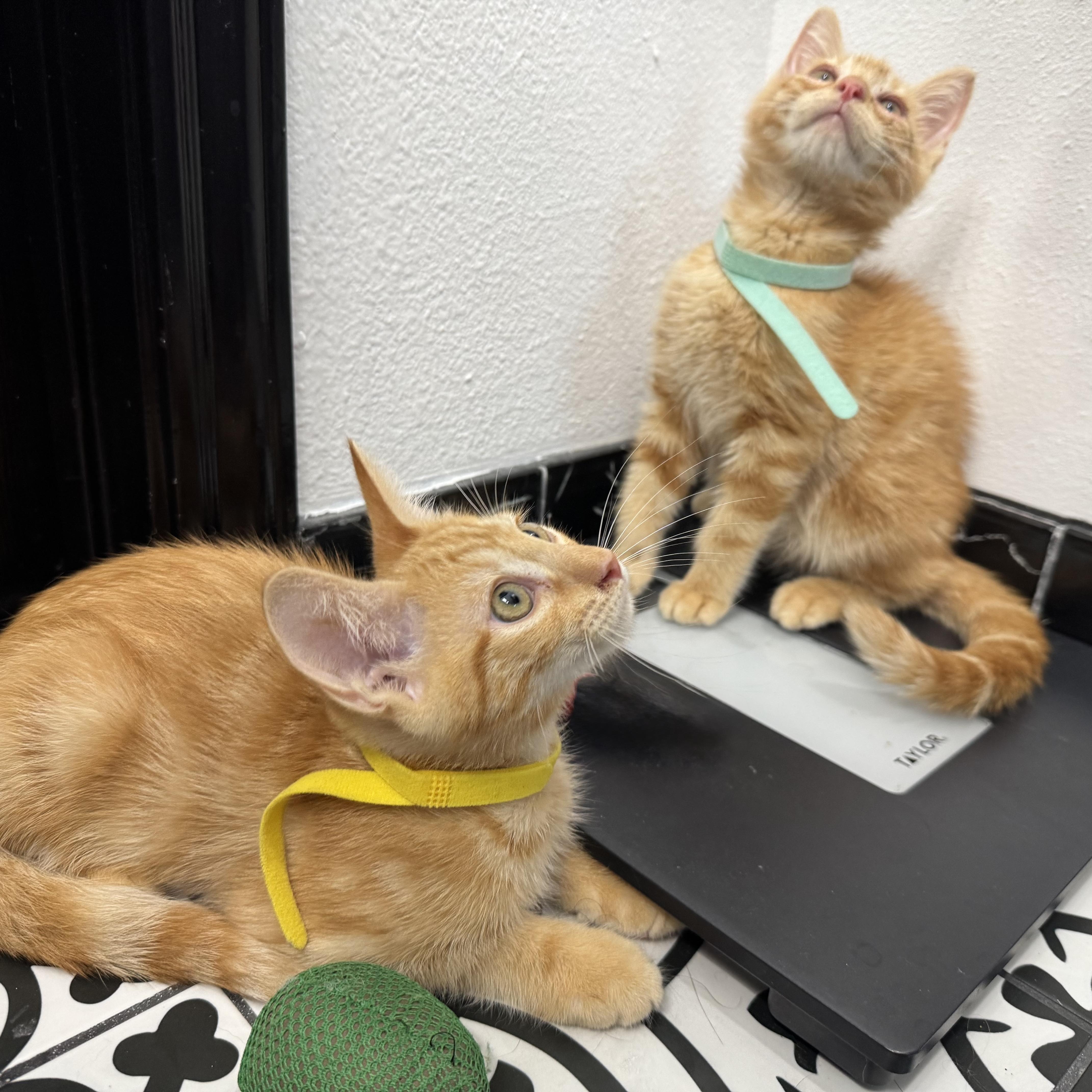Enlarge Jolly Rancher & Sweet Tart, a Adoptable Domestic Medium Hair in COLORADO SPRINGS, CO image 5/6