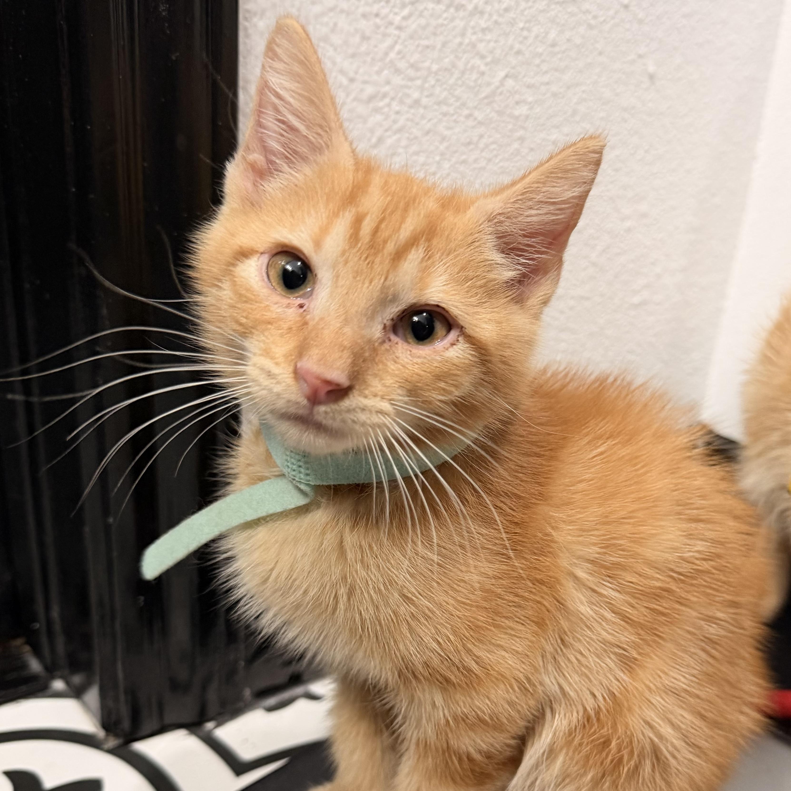 Enlarge Jolly Rancher & Sweet Tart, a Adoptable Domestic Medium Hair in COLORADO SPRINGS, CO image 2/6