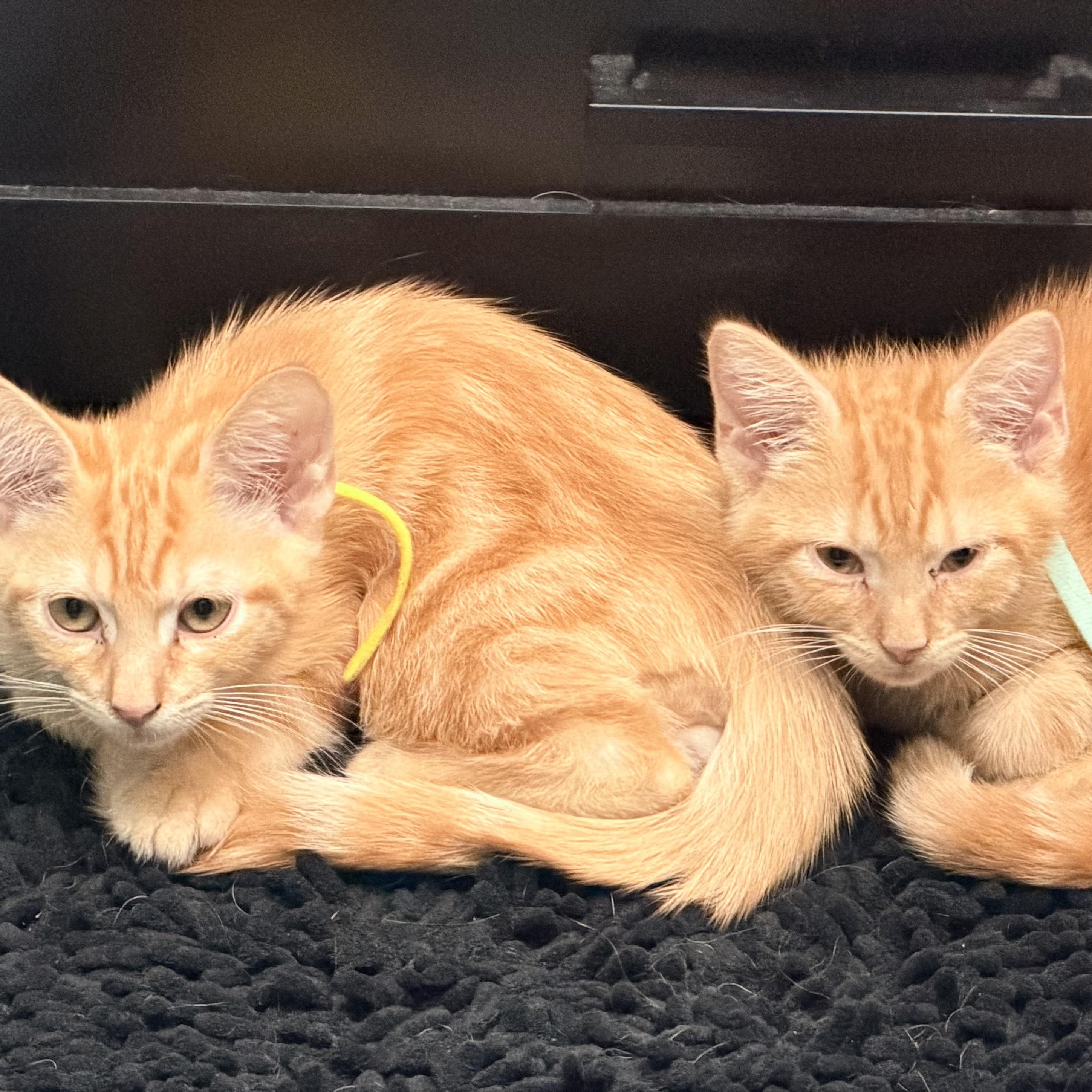 Enlarge Jolly Rancher & Sweet Tart, a Adoptable Domestic Medium Hair in COLORADO SPRINGS, CO image 6/6