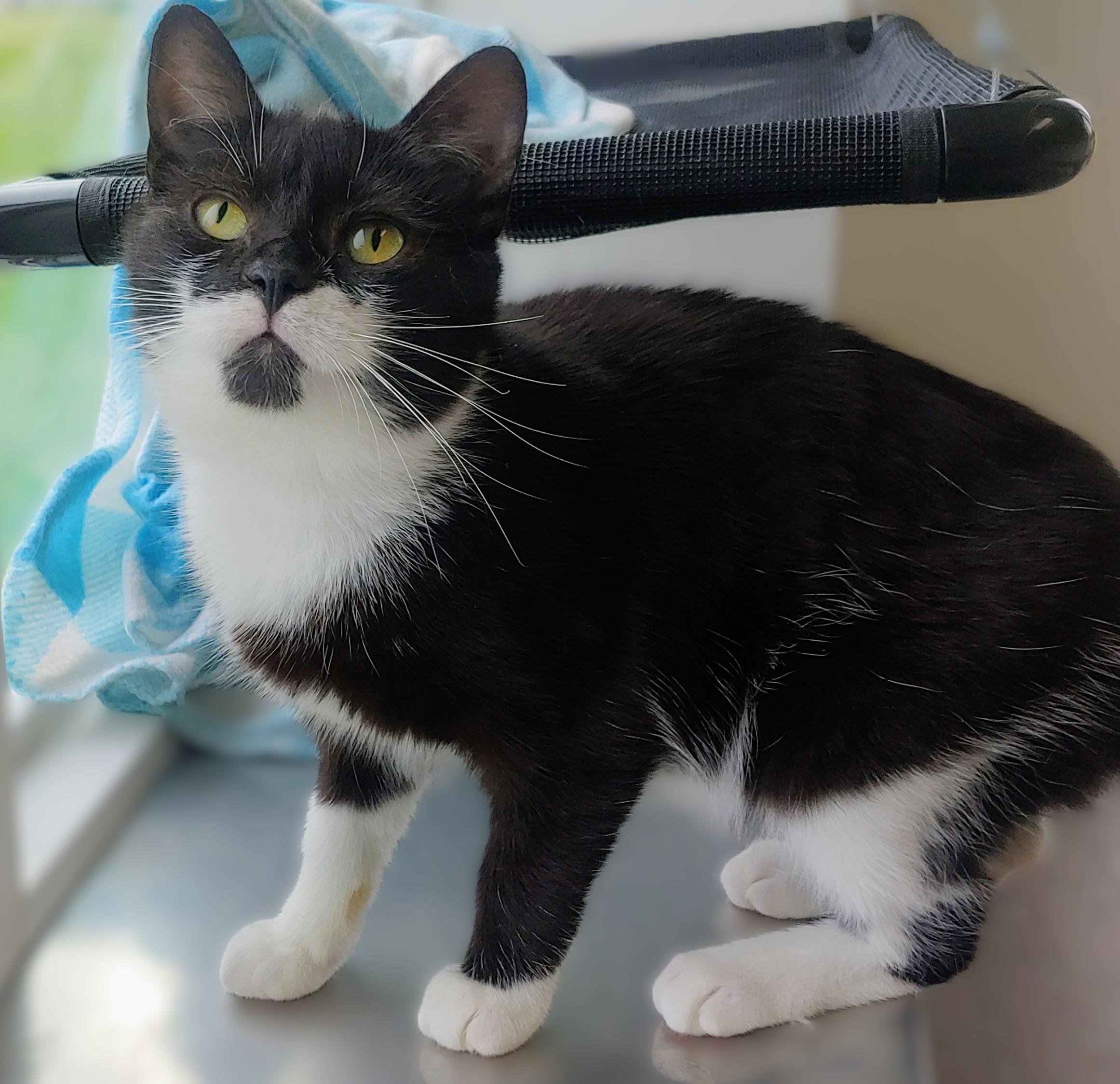 Babs, Young Female Domestic Short Hair