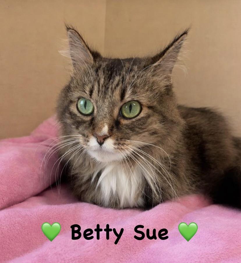 Betty Sue, ADOPTABLE, Adult Female Domestic Long Hair.