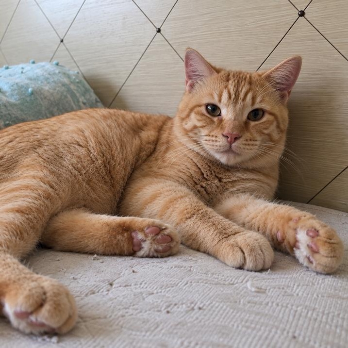 Enlarge Conan, a Adopted Tabby in boston, MA image 1/3
