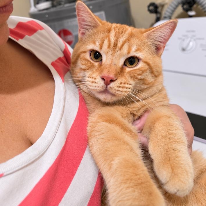 Enlarge Conan, a Adopted Tabby in boston, MA image 3/3