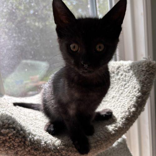 Enlarge Curly, a Adoptable Domestic Short Hair in Kenosha, WI image 2/6