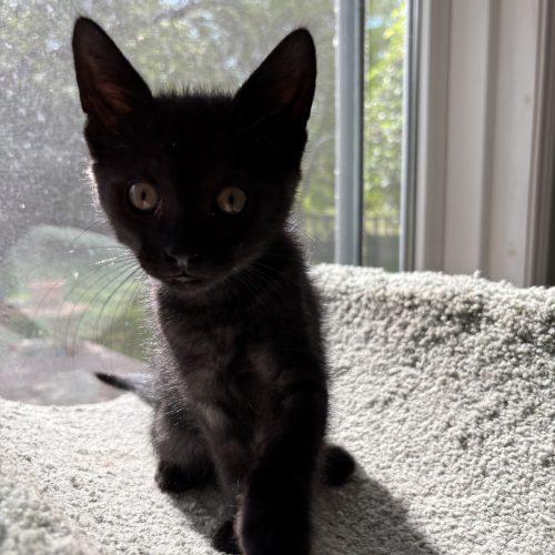 Enlarge Curly, a Adoptable Domestic Short Hair in Kenosha, WI image 3/6
