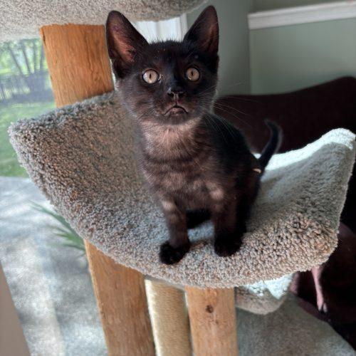 Enlarge Curly, a Adoptable Domestic Short Hair in Kenosha, WI image 4/6
