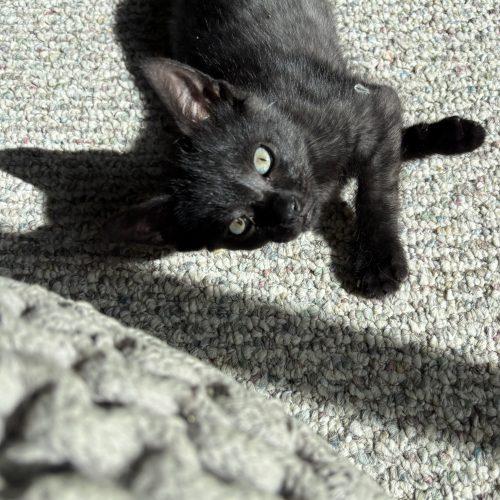 Enlarge Curly, a Adoptable Domestic Short Hair in Kenosha, WI image 5/6