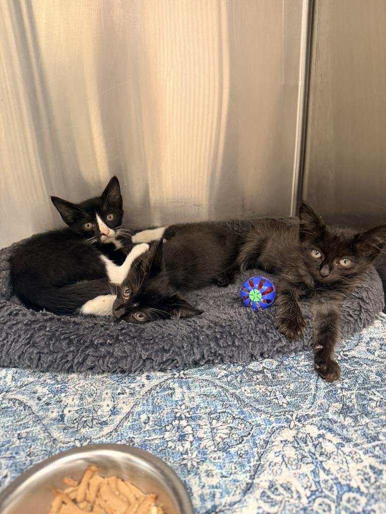 Enlarge Jeeves, Carson and Alfred, a Adoptable Domestic Medium Hair in Petersburg, VA image 2/4