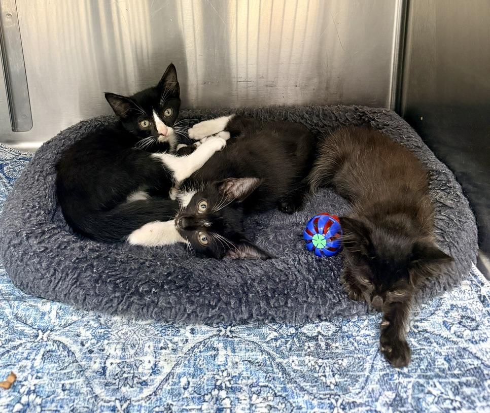 Jeeves, Carson and Alfred, Adoptable, Kitten Male Domestic Medium Hair.