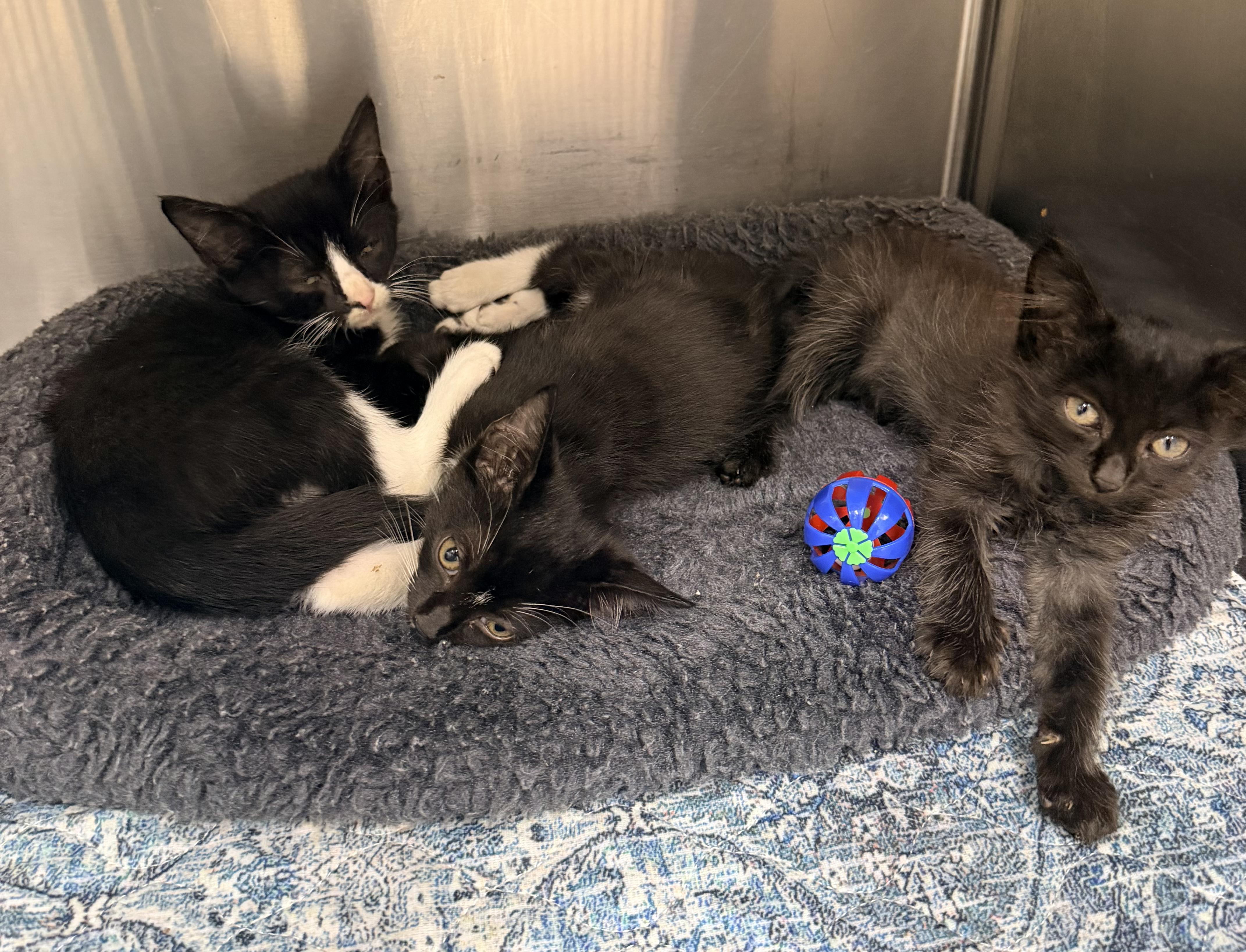 Enlarge Jeeves, Carson and Alfred, a Adoptable Domestic Medium Hair in Petersburg, VA image 4/4