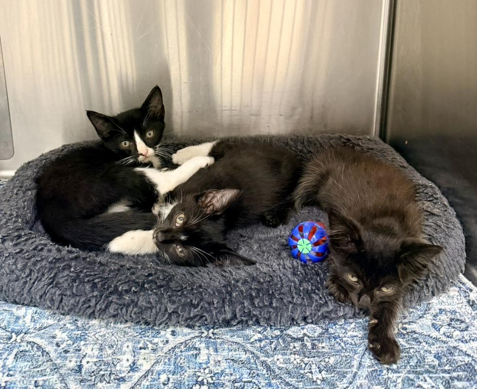 Enlarge Jeeves, Carson and Alfred, a Adoptable Domestic Medium Hair in Petersburg, VA image 3/4