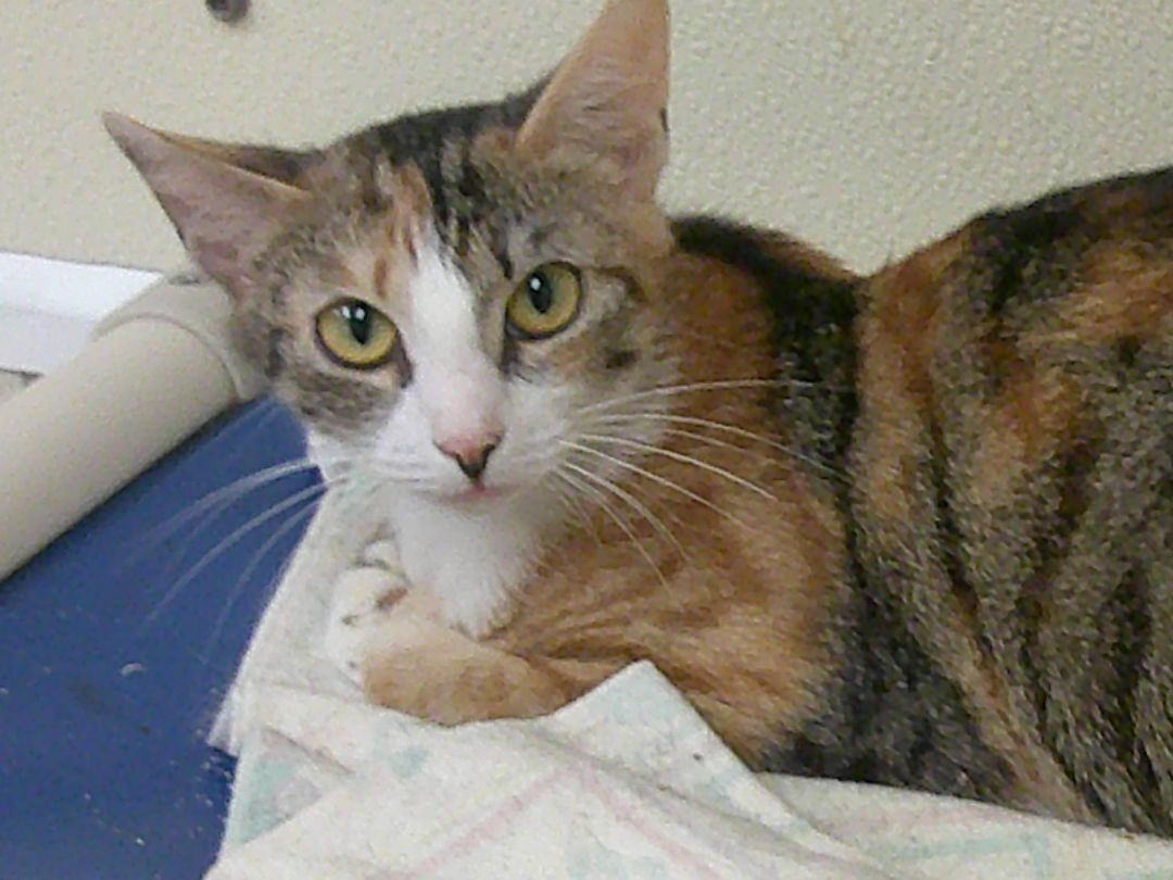 Sibyl, Adoptable, Young Female Domestic Short Hair.