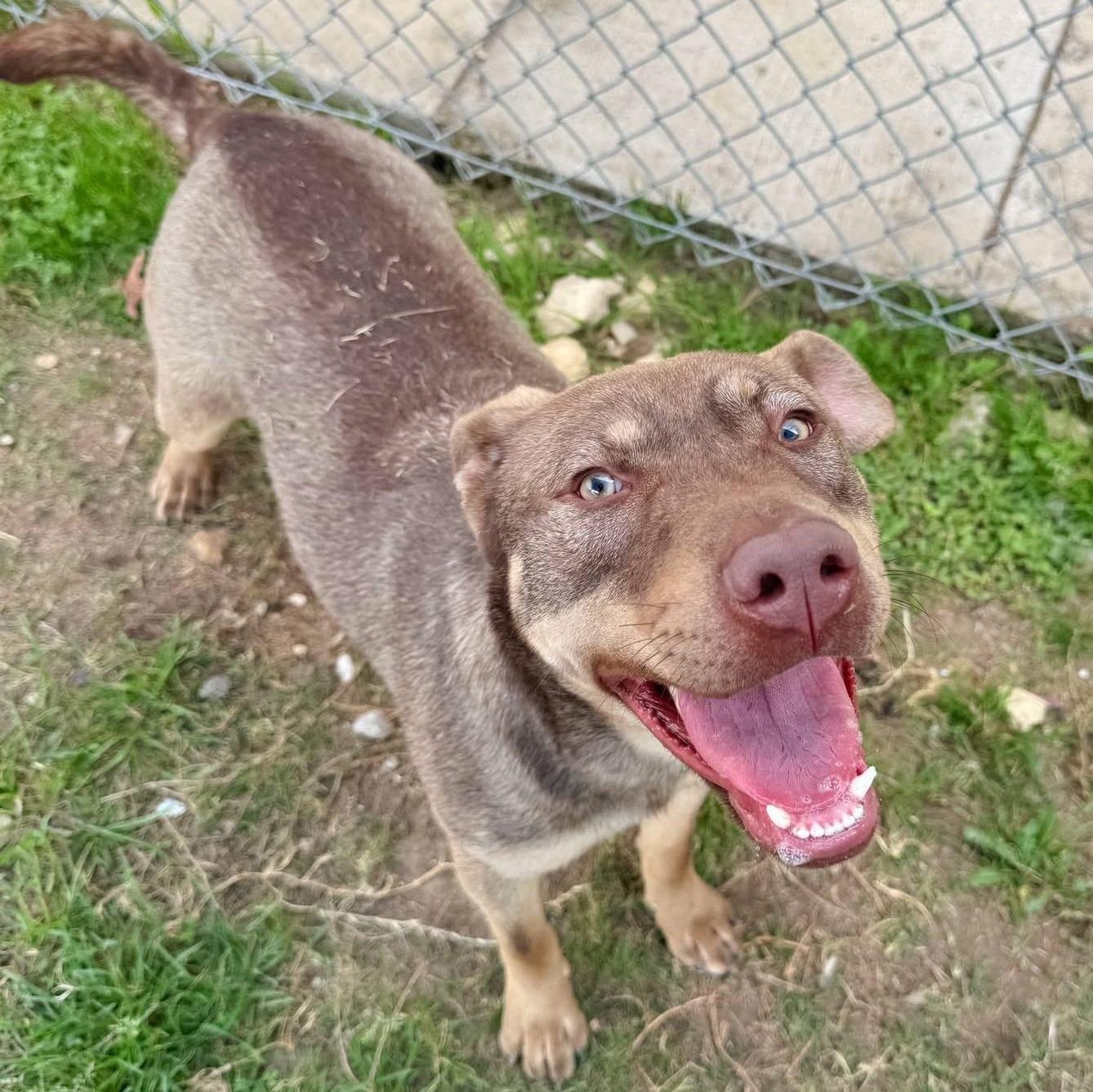 Enlarge Spice, a Adoptable mixed breed in Converse, TX image 1/2