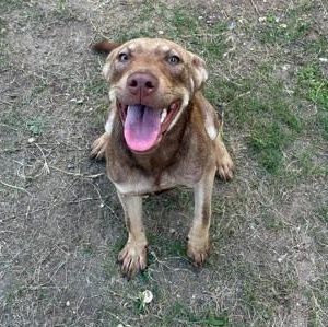 Enlarge Spice, a Adoptable mixed breed in Converse, TX image 1/1