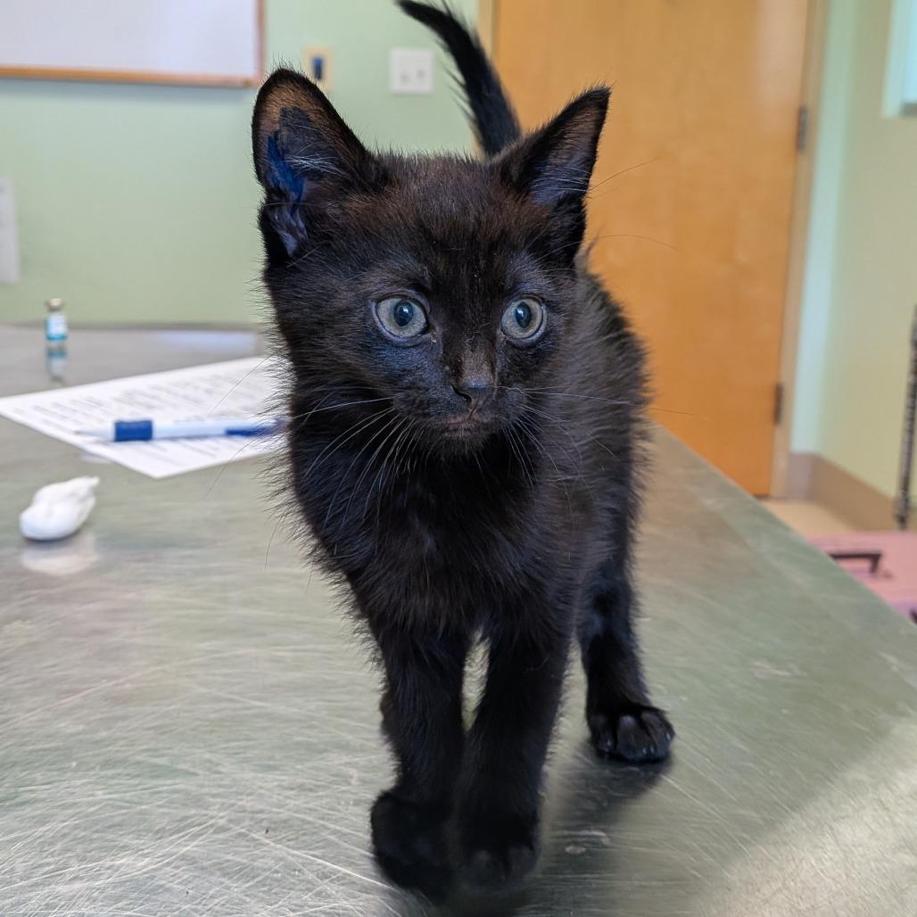 Donatello, Adoptable, Kitten Male Domestic Short Hair.