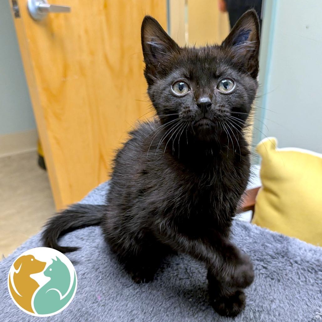 Enlarge Donatello, a Adoptable Domestic Short Hair in Toledo, OH image 2/2