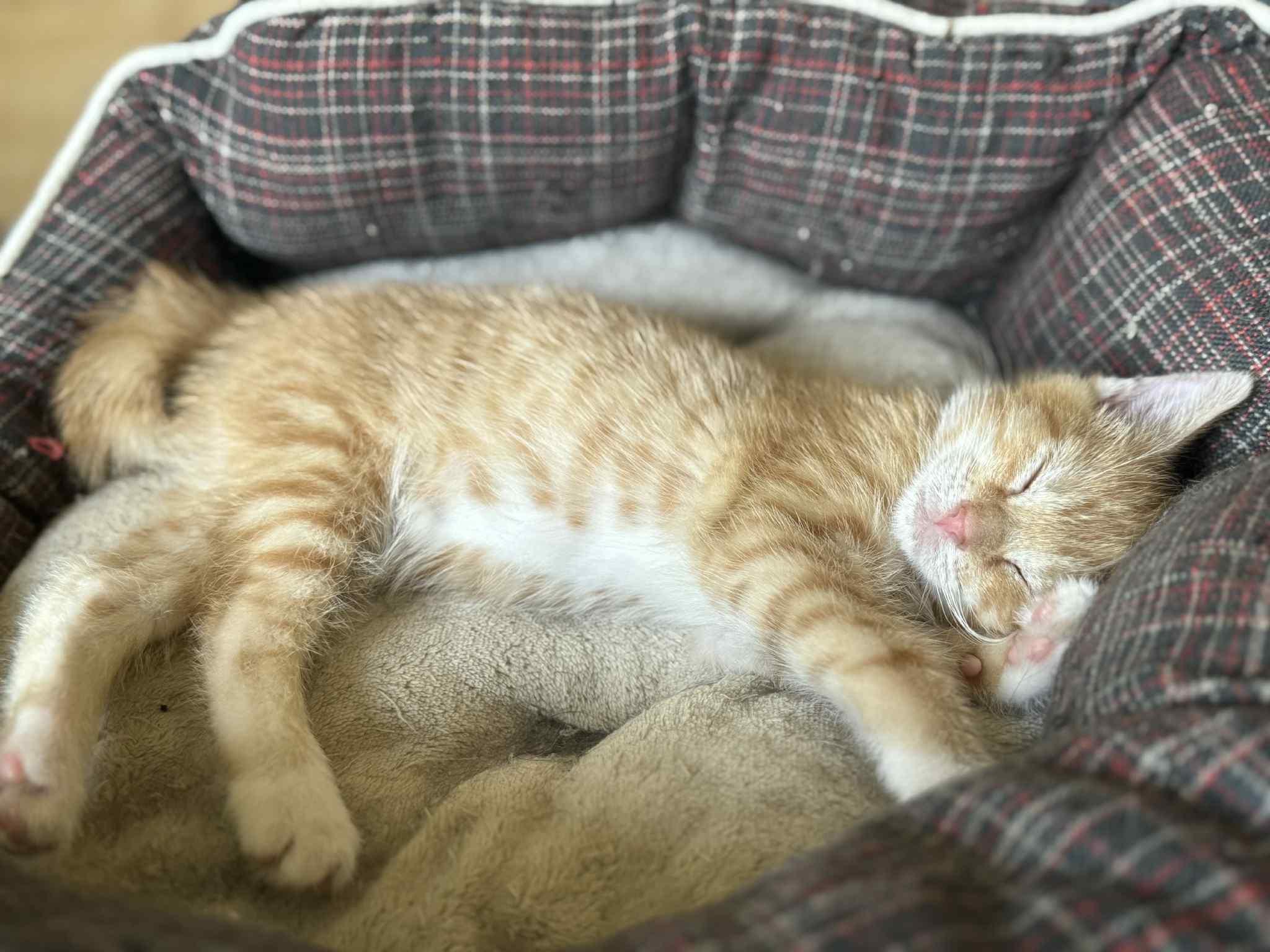 PORKCHOP