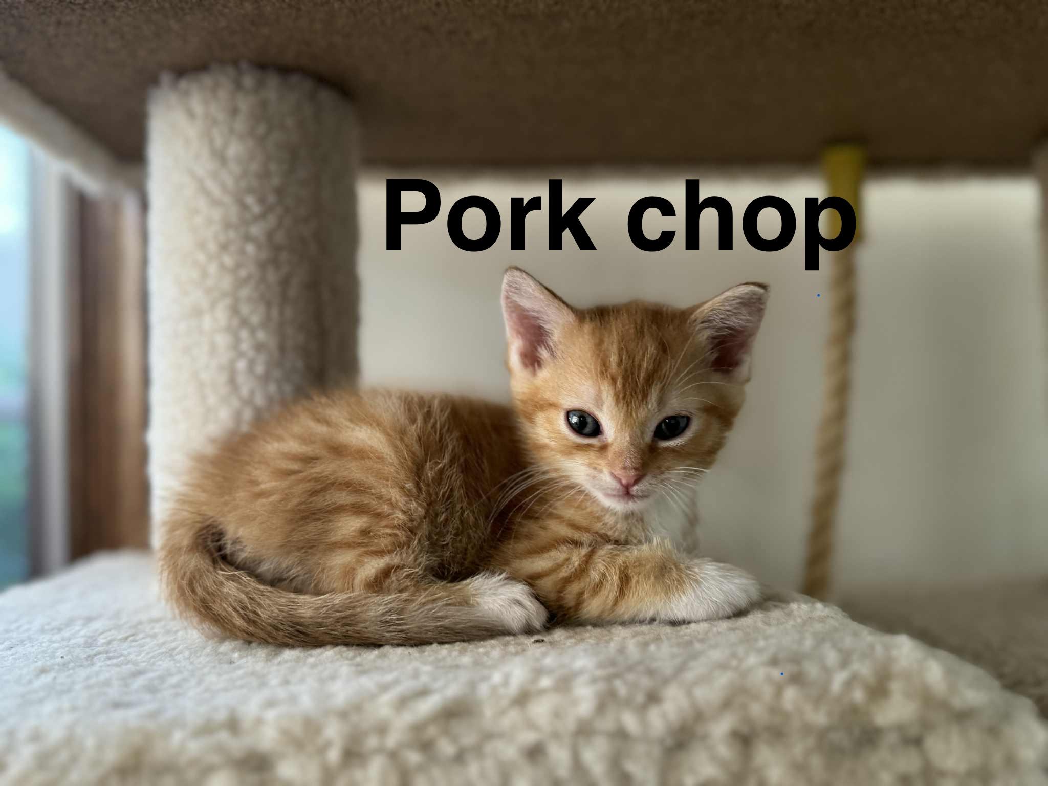 PORKCHOP