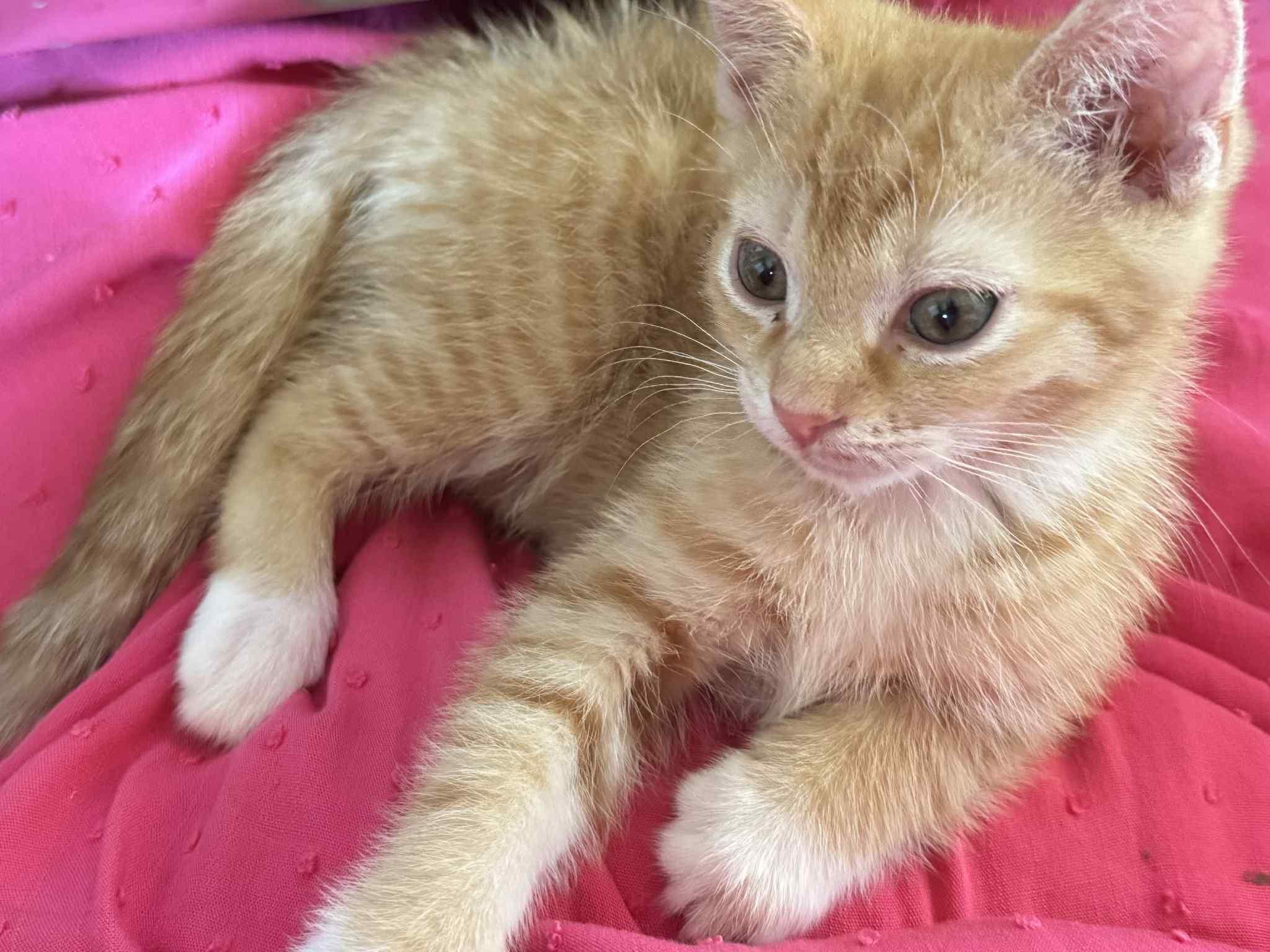 PORKCHOP