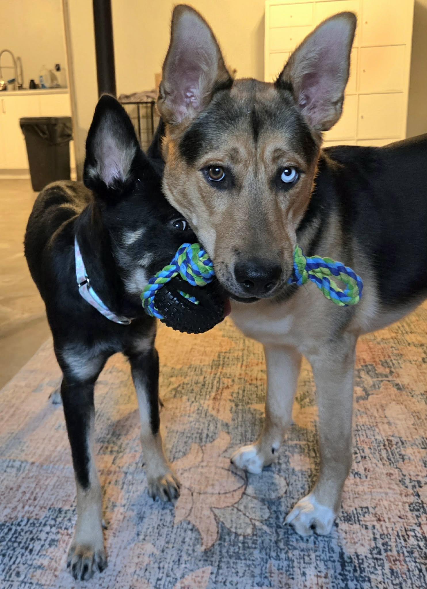 Enlarge Altair, a Adoptable mixed breed in O'Fallon, MO image 5/6