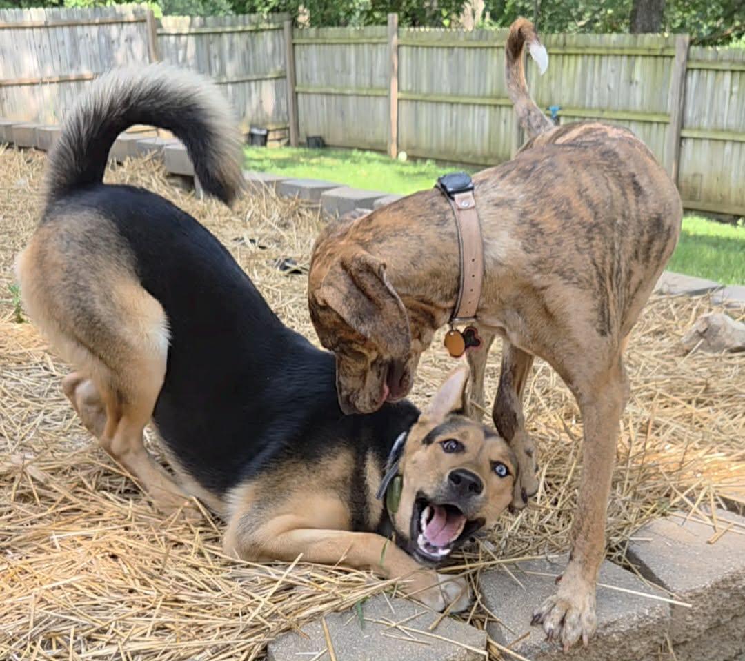 Enlarge Altair, a Adoptable mixed breed in O'Fallon, MO image 6/6