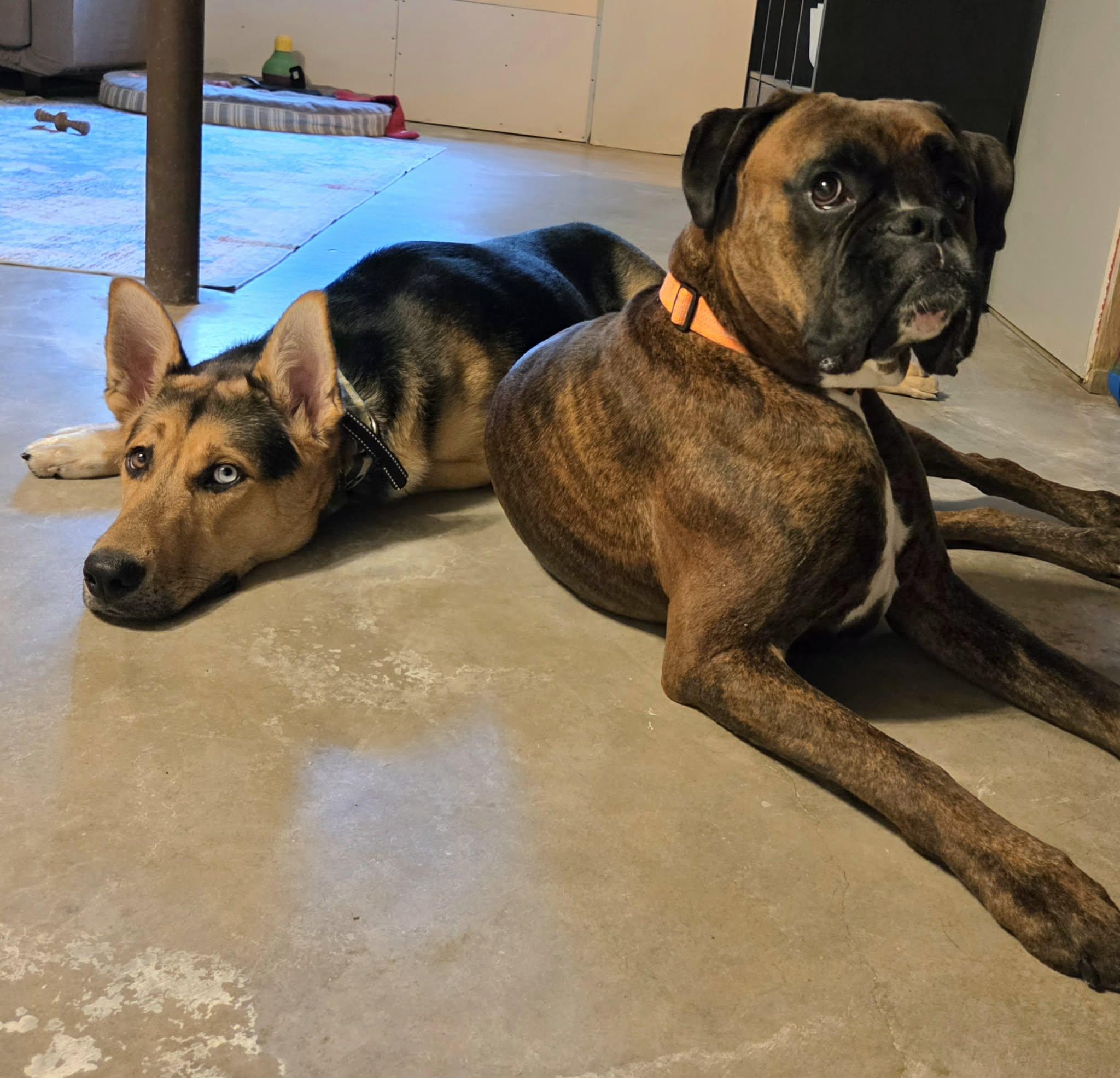Enlarge Altair, a Adoptable mixed breed in O'Fallon, MO image 4/6