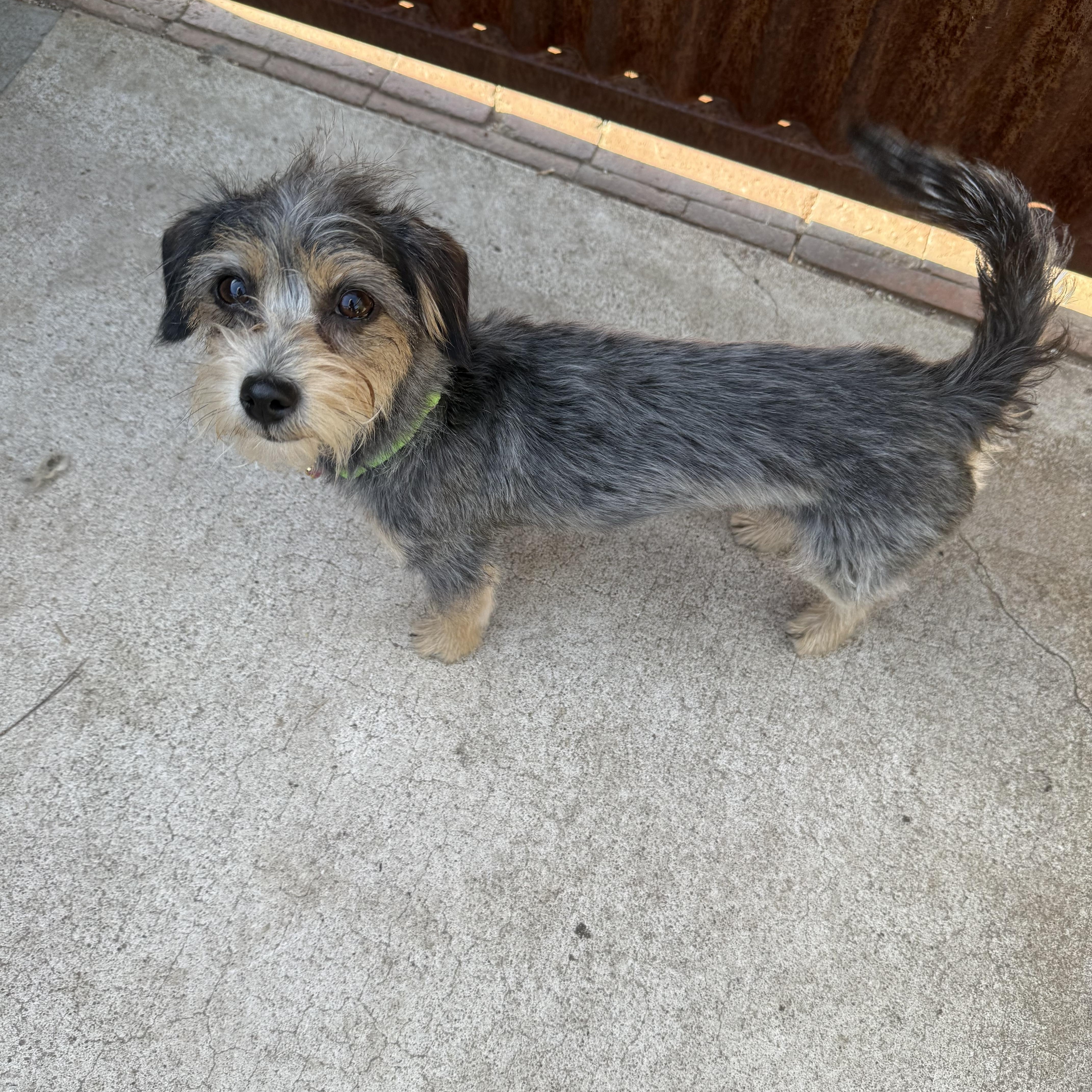 Bixby, an adopted mixed breed in Tucson, AZ image 2/3