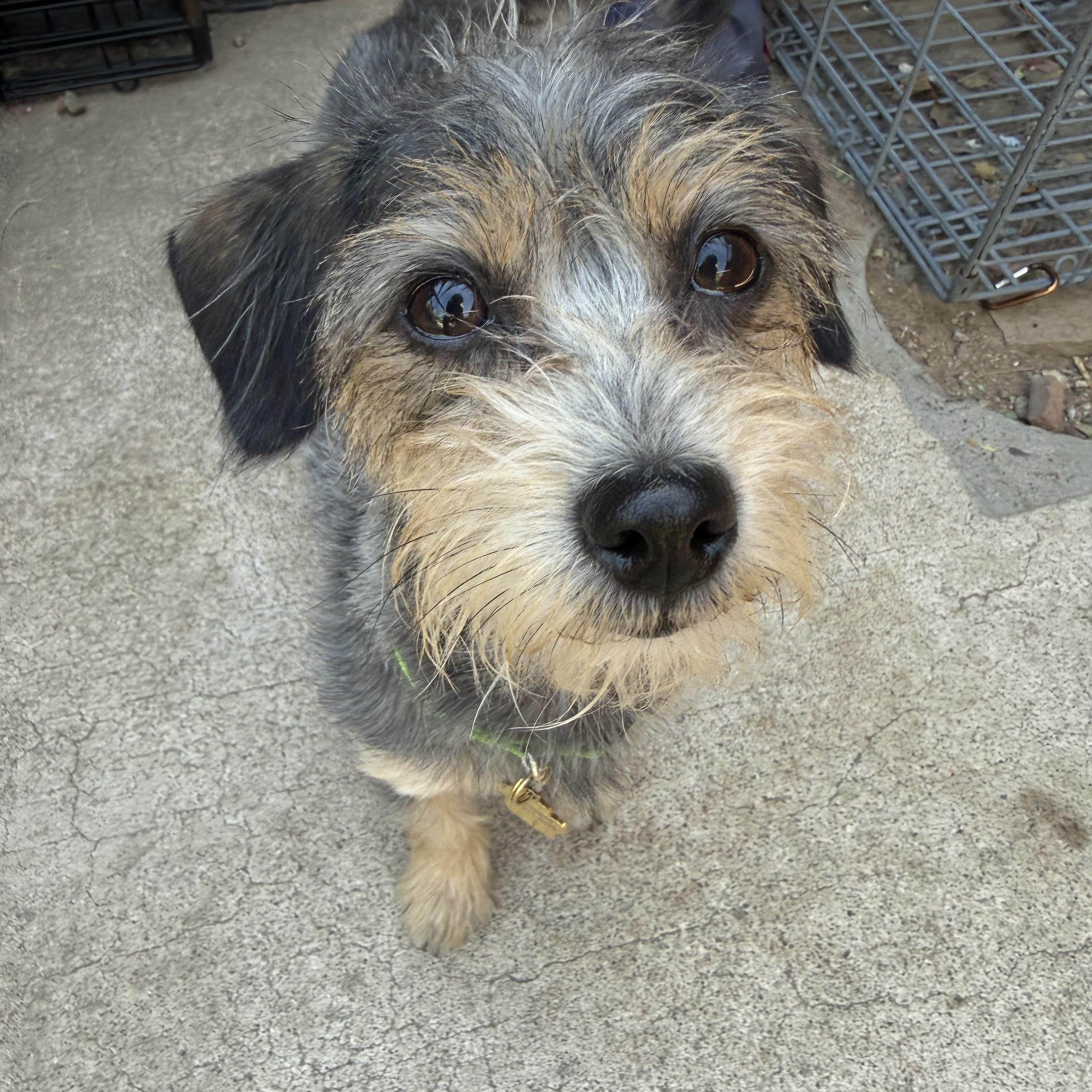 Bixby, an adopted mixed breed in Tucson, AZ image 1/3