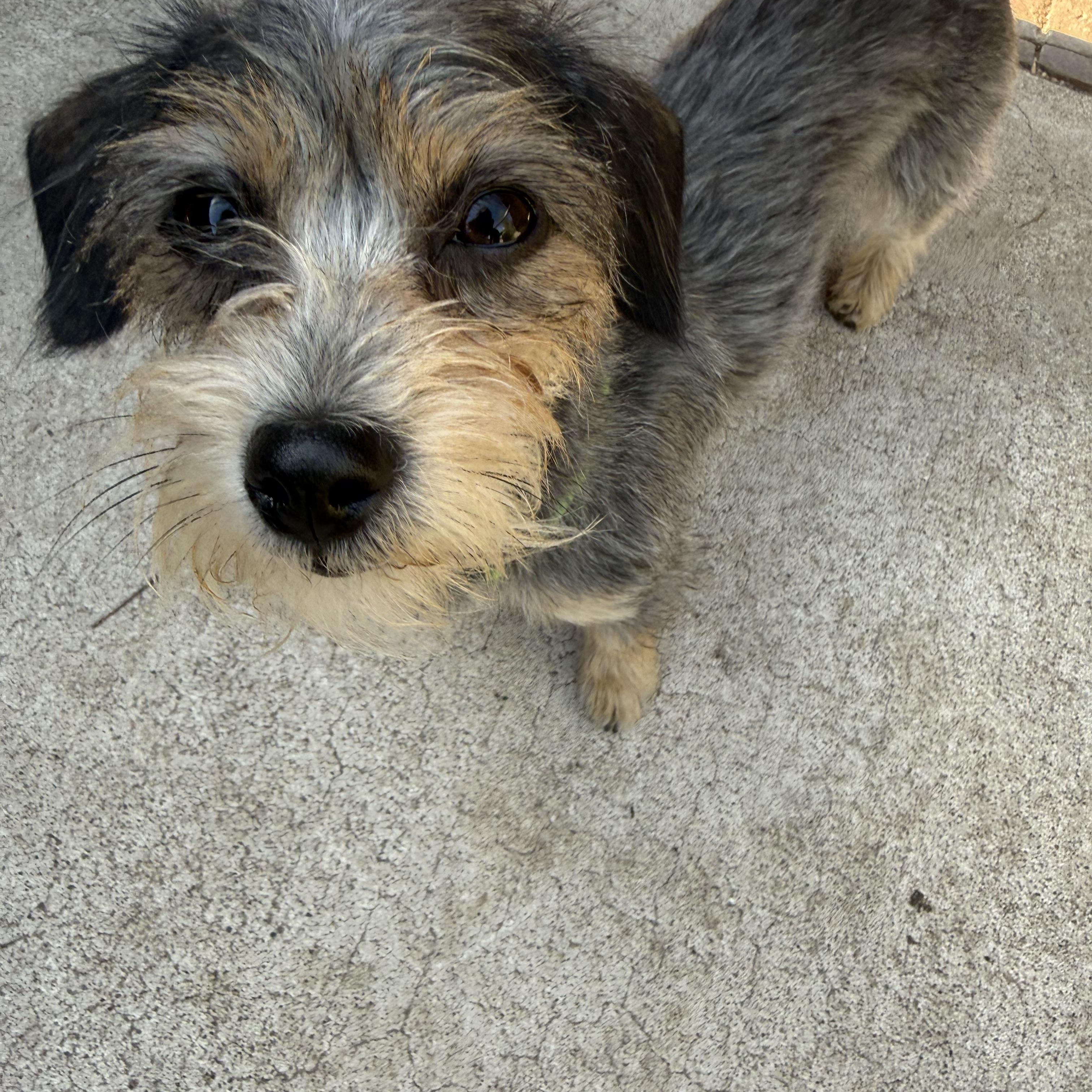 Bixby, an adopted mixed breed in Tucson, AZ image 3/3