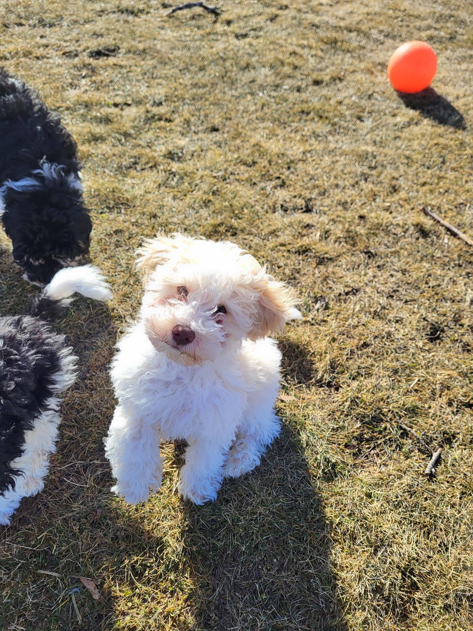 Enlarge Sienna, an adopted mixed breed in Chilton, WI image 2/6