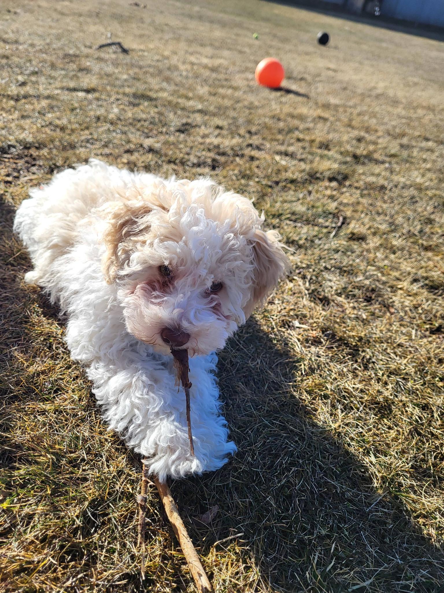 Enlarge Sienna, an adopted mixed breed in Chilton, WI image 4/6