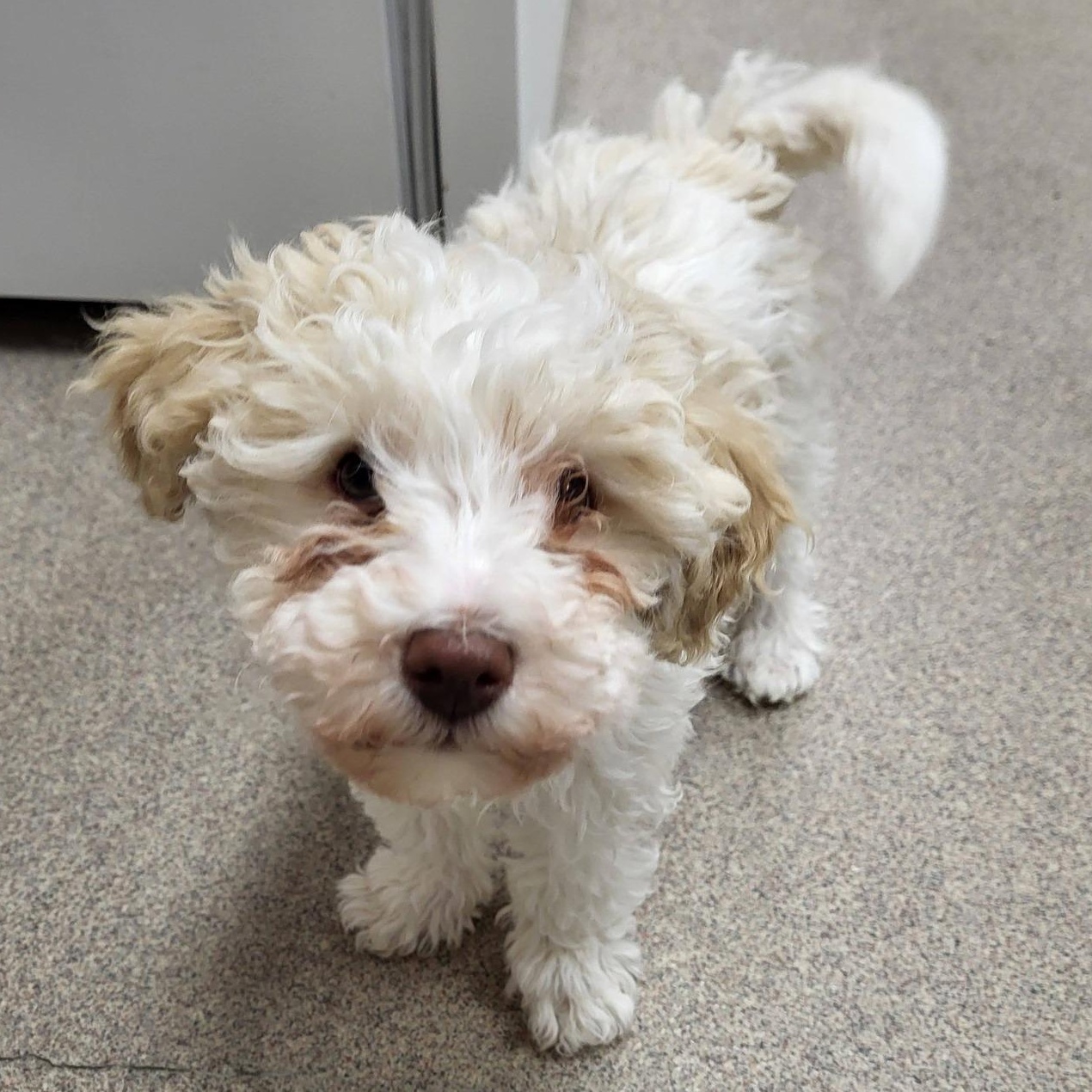 Sienna, adopted, Young Female Miniature Poodle.