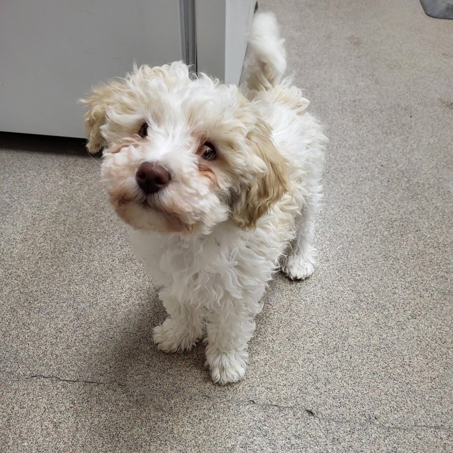 Enlarge Sienna, an adopted mixed breed in Chilton, WI image 6/6