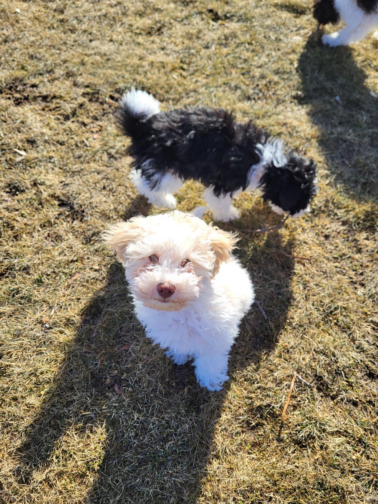 Enlarge Sienna, an adopted mixed breed in Chilton, WI image 3/6