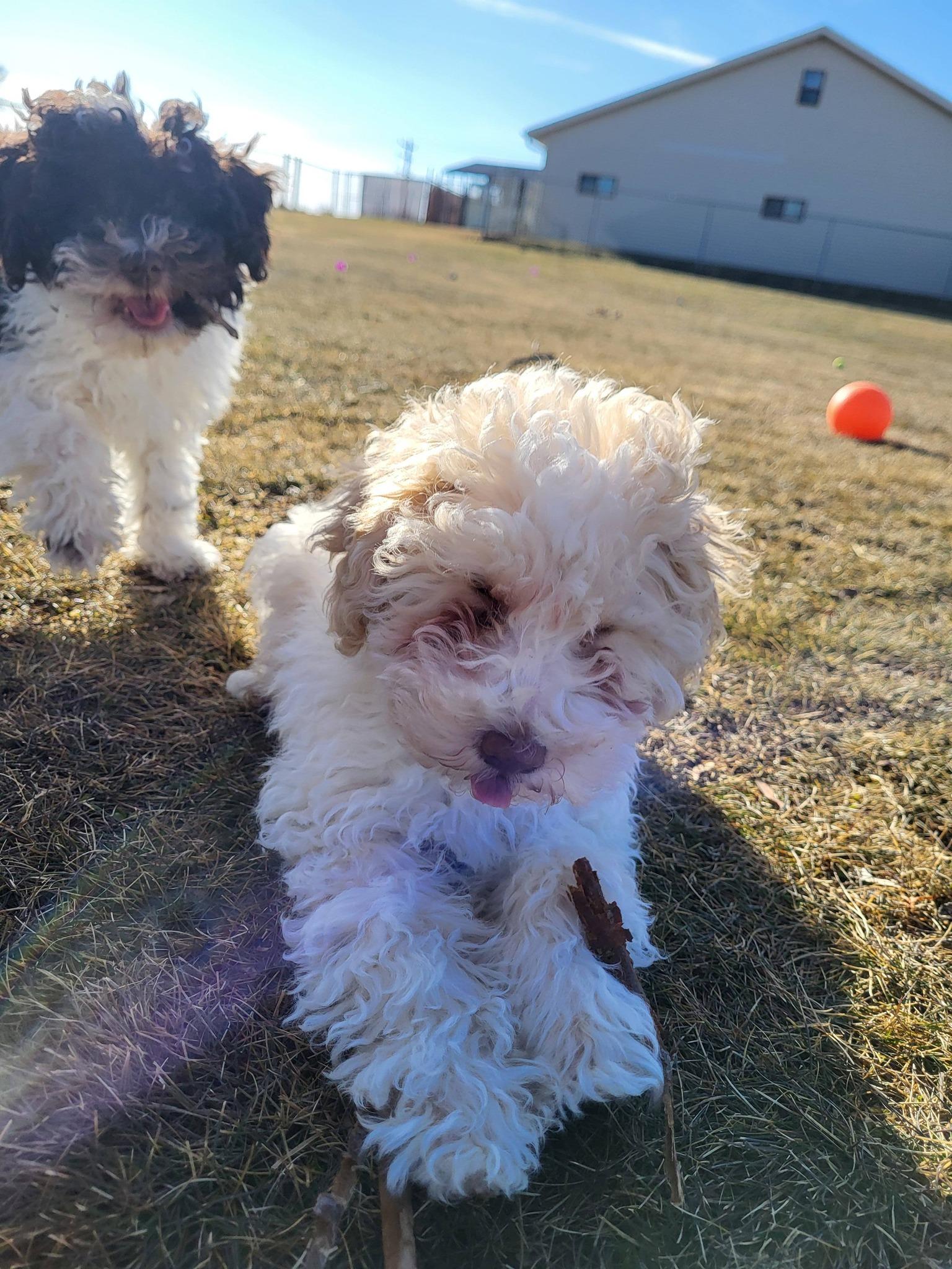 Enlarge Sienna, an adopted mixed breed in Chilton, WI image 5/6