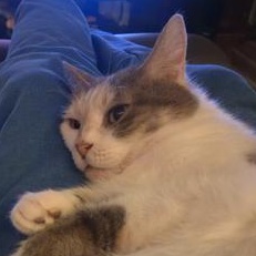 Enlarge Sadie, a Adoptable Domestic Medium Hair in Omaha, NE image 2/6