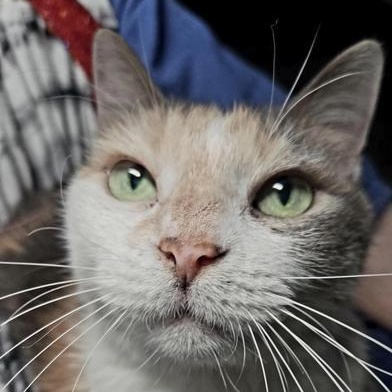 Enlarge Sadie, a Adoptable Domestic Medium Hair in Omaha, NE image 3/6