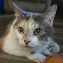 Enlarge Sadie, a Adoptable Domestic Medium Hair in Omaha, NE image 4/6