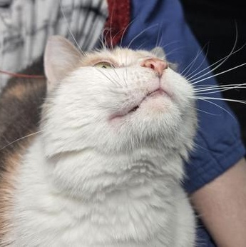 Enlarge Sadie, a Adoptable Domestic Medium Hair in Omaha, NE image 5/6