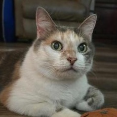 Enlarge Sadie, a Adoptable Domestic Medium Hair in Omaha, NE image 1/6