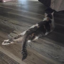 Enlarge Sadie, a Adoptable Domestic Medium Hair in Omaha, NE image 6/6