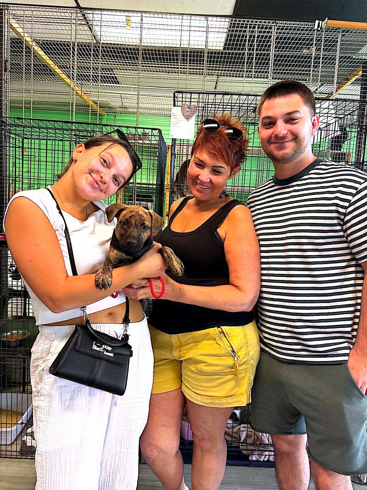 Enlarge NAPOLITANO, a Adopted American Bulldog in Margate, FL image 1/1