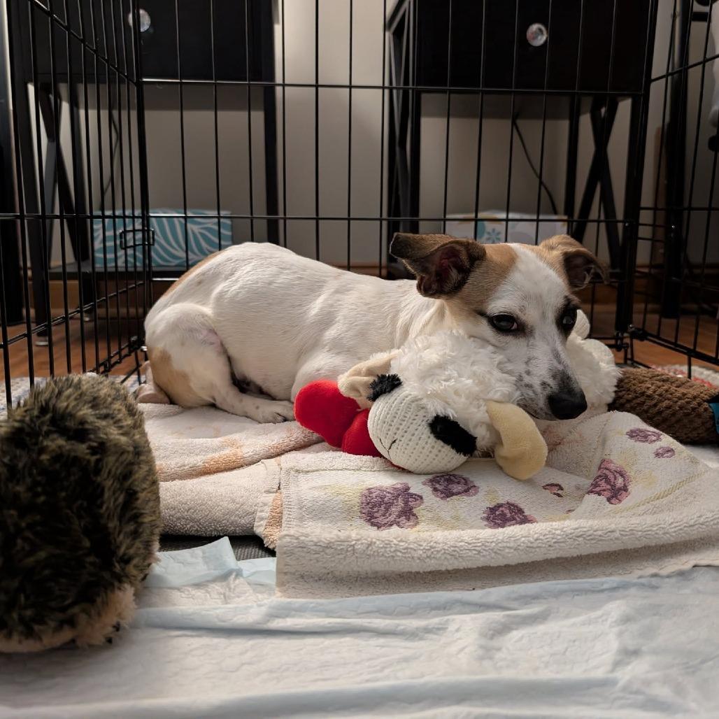Ace, Adoptable, Young Male Jack Russell Terrier.