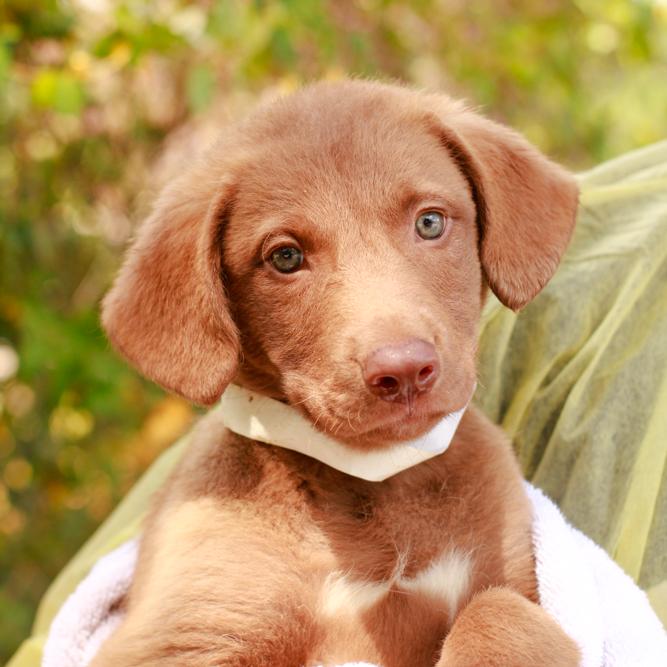 Vicki, Adoptable, Puppy Female Labrador Retriever & Chesapeake Bay Retriever.